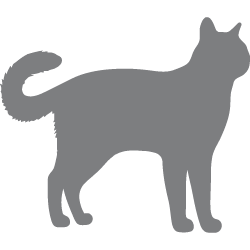 İdeal Vücut Kondisyonu